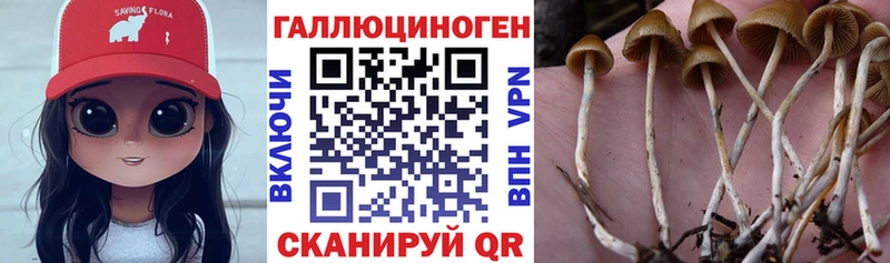 Псилоцибиновые грибы GOLDEN TEACHER  Купить где  Старица 